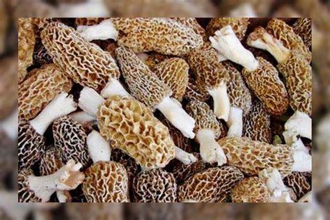 guchi mushroom price